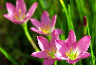 關(guān)于形容風(fēng)雨花的古詩句