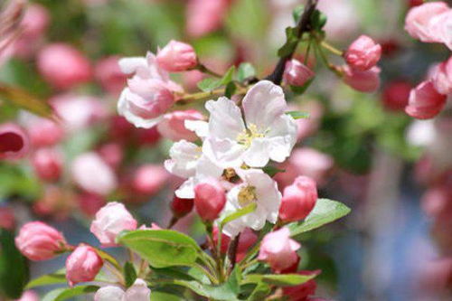 描寫春天杏花的詩句古詩,描寫杏花的詩句古詩,贊美杏花的詩句古詩