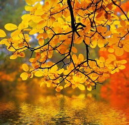 以秋字開頭的古詩句