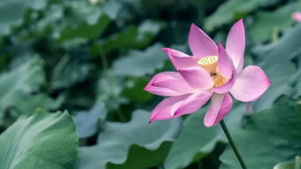 關于夏日草木的詩句