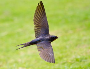 詠燕的詩句寫燕子的古詩