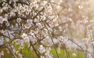 詩句,氣溫,春天