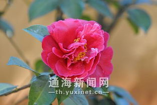 顏色和花的詩句,含有顏色和花的詩句,顏色加花的詩句