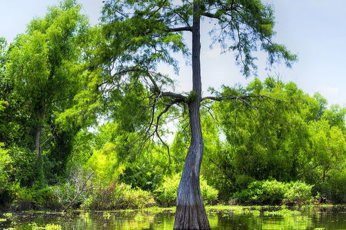 贊美樹葉的古詩句