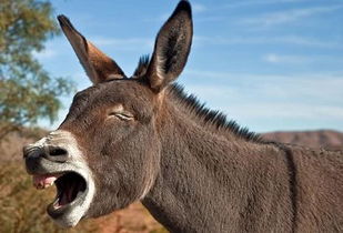 關于驢脾氣的詩句