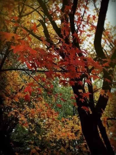 寫秋雨紅葉的詩句古詩