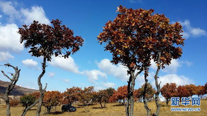 古詩,詩句,草原,秋天