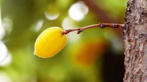 關于食杏的詩句