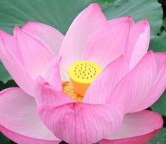 關(guān)于蓮的詩句名言