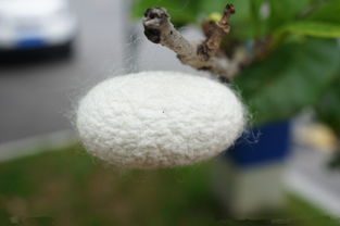 關(guān)于繭的古詩句