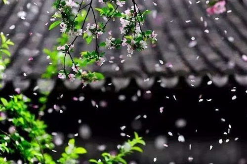 關(guān)于花落紛紛的詩句