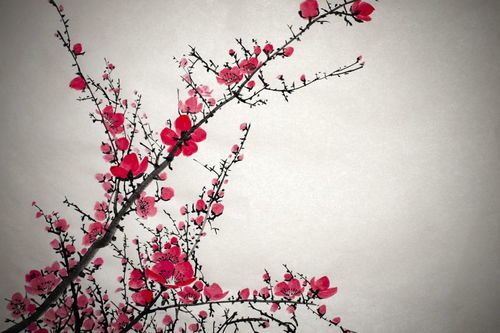 關(guān)于描寫霧和花的詩句