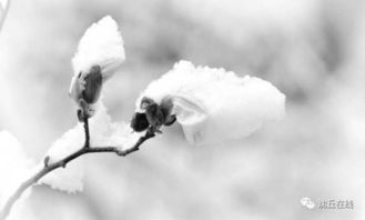 關(guān)于源清的詩句