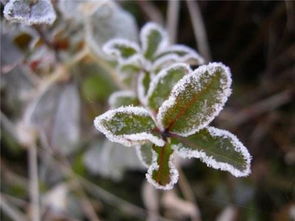 描寫秋霜詩句古詩詞