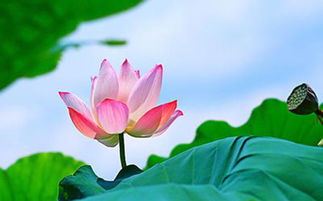 關于荷花哲理的詩句