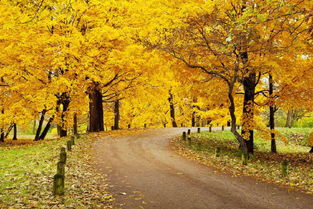 詩句,秋天,四行,簡(jiǎn)單