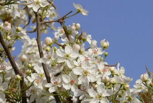 關于梨花與雪的詩句