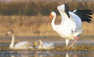 關(guān)于日和白鶴的詩句