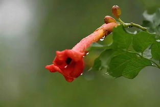 關(guān)于春華花的詩句