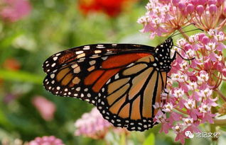 關于紀念蝴蝶的詩句有哪些