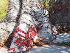 關(guān)于贊美深秋景色詩(shī)句