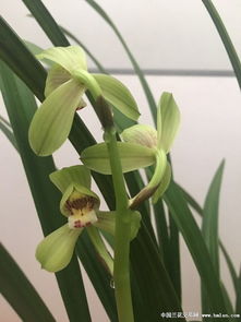 紫玉蘭花的詩(shī)句古詩(shī)詞,有關(guān)紫玉蘭花的詩(shī)句,有關(guān)蘭花的詩(shī)句古詩(shī)