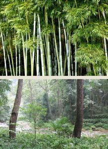 關(guān)于萬竹園的詩句