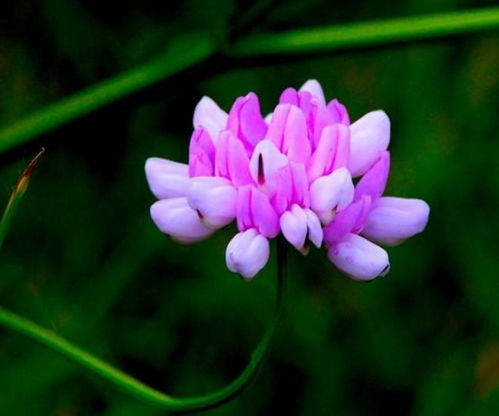 關于不再迷惘的詩句