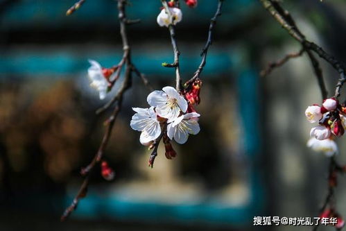 關(guān)于花的種類的詩句