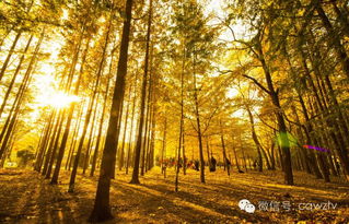 關于秋天碩果累累的果實的詩句,秋天果實累累的詩句,秋天果實豐收的詩句