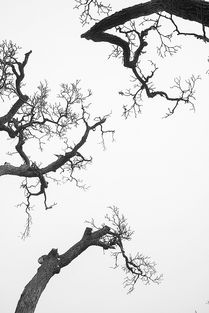 關(guān)于梨樹的詩句古詩