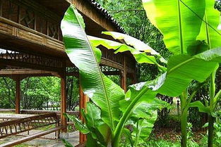 xx芭蕉古詩(shī)句