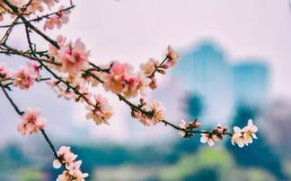 關(guān)于清代桃花的詩(shī)句