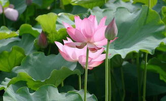 關于滿湖荷葉荷花的詩句