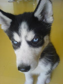 關(guān)于哈士奇的詩(shī)句