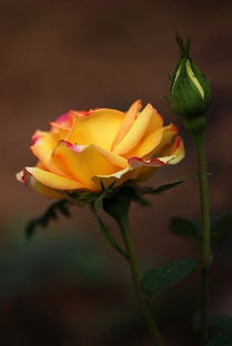 關于香水月季的詩句