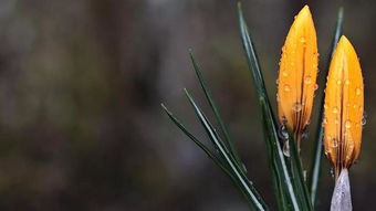 關于夜雨思念女孩的詩句