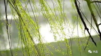 關(guān)于柳和送別的詩(shī)句