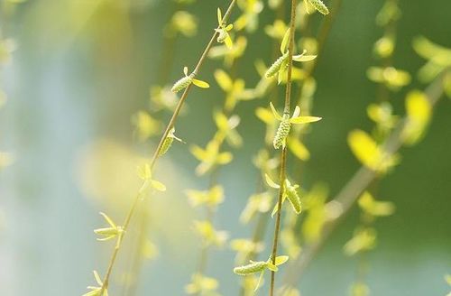 在送別折柳詩(shī)句古詩(shī)