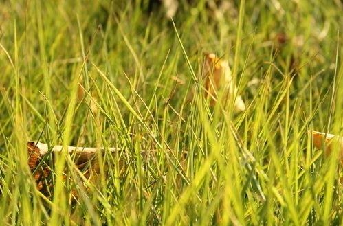 關(guān)于秋天小草的詩句古詩