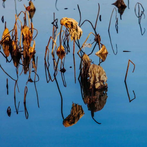 有沒(méi)有關(guān)于魏的詩(shī)句