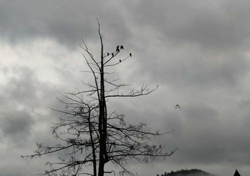 老樹(shù)寒鴉的古詩(shī),有寒鴉的古詩(shī),古詩(shī)寒鴉的意思