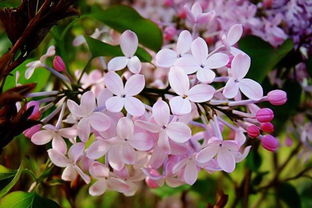 課外寫丁香花古詩(shī)句積累