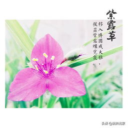 有什么,詩句,加微信