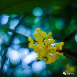 關(guān)于秋天桂花詩(shī)句古詩(shī)