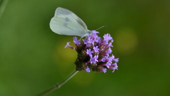 關于春天的詩句古詩蝶戀花