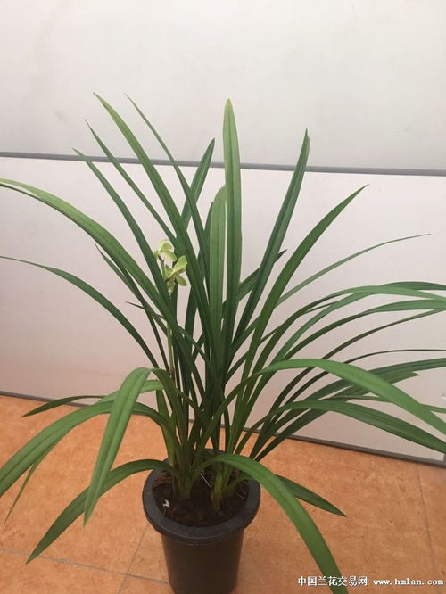 古詩(shī),詩(shī)句,蘭花,紫玉