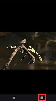 月亮的詩句古詩及出處