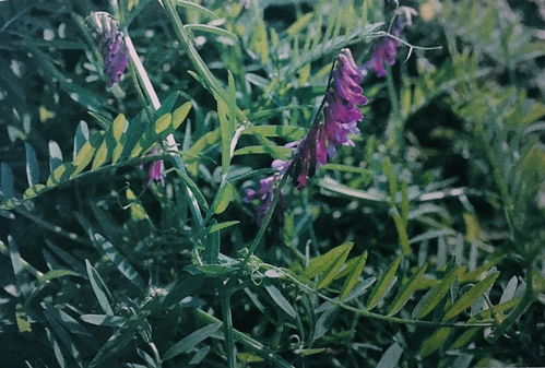 寫植物的古詩句