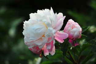 關(guān)于芍藥花的詩句和詞